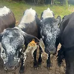 Splendide Style Classe 4 Etoiles, Terrasse Face A La Montagne *